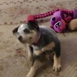 Meet your Posher, Paul